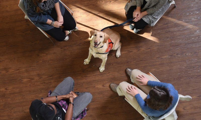 Therapy dog with students