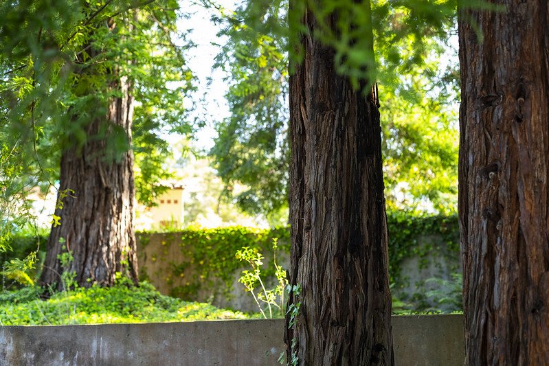 Photo of redwood trees