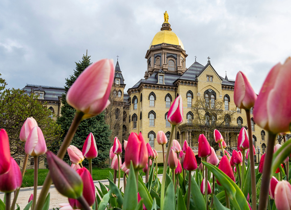 The golden dome with tulips in front