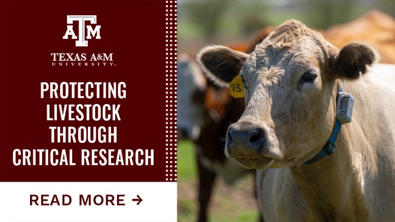 A cow with a collar. "Protecting livestock through critical research. Tap here to read more."