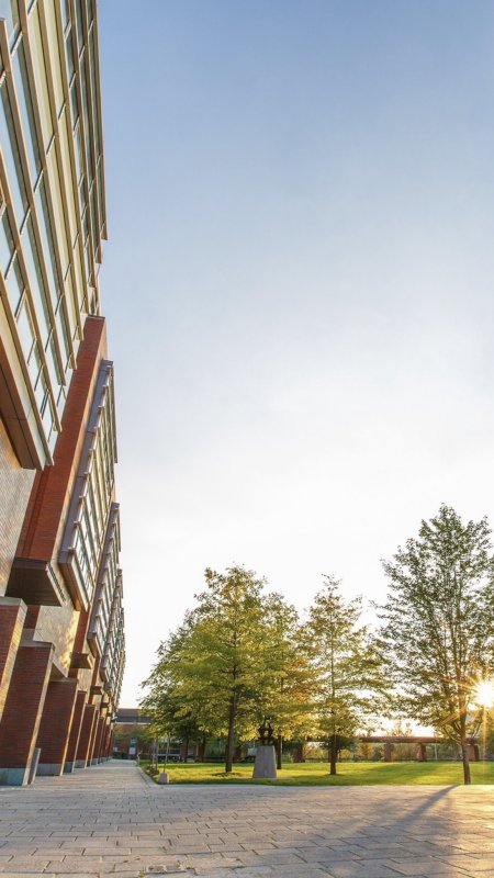 Green space on campus with a building on the left and trees being lit but the sun on the right.