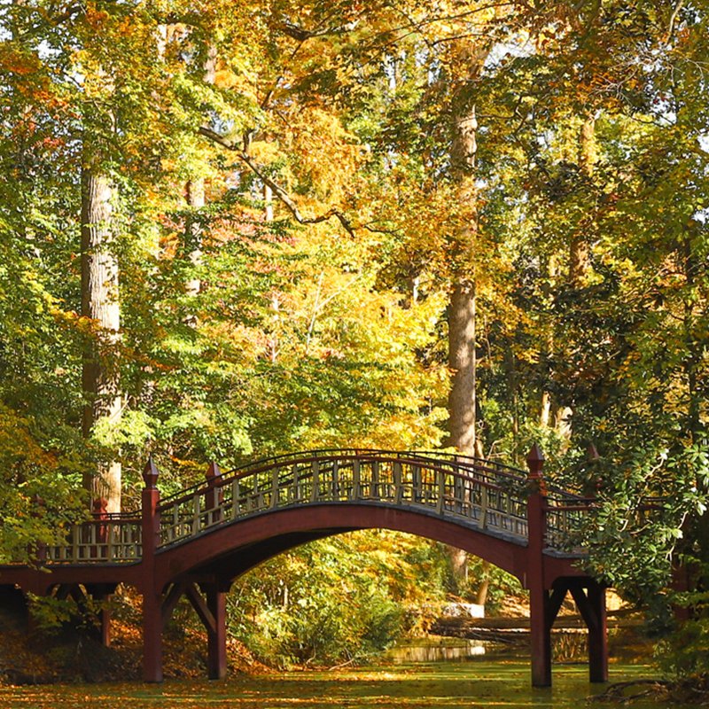 Crim Dell bridge with golden fall foliage