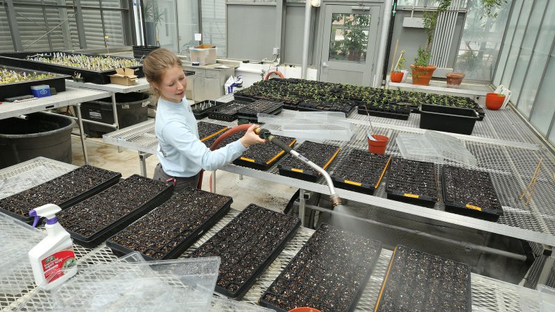 Milkweed plants being watered