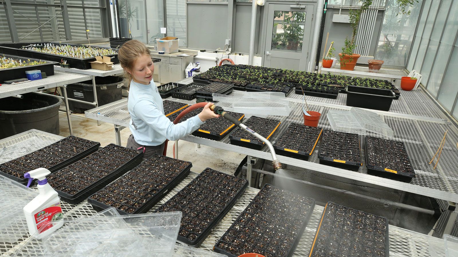 Milkweed plants being watered